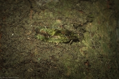 Sorolopha delochlora