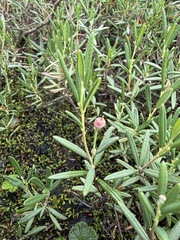 Andromeda polifolia, photograph (c) Matt Berger, some rights reserved (CC BY)