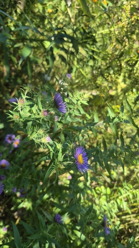 New England aster