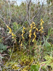 Corallorhiza trifida, photograph (c) Matt Berger, some rights reserved (CC BY)