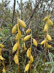 Corallorhiza trifida