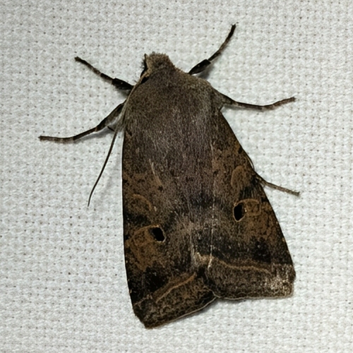 Red-line Quaker