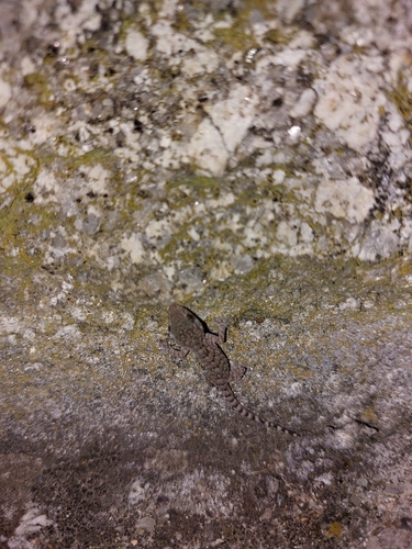 Moorish Gecko
