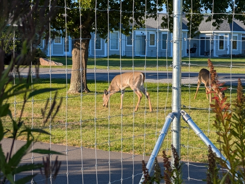 White-tailed Deer