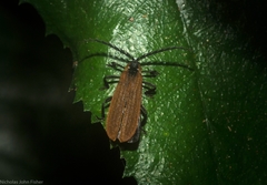 Trichalus ampliatus
