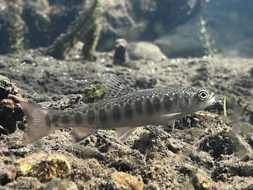 iNaturalist observation photo of Brook Trout