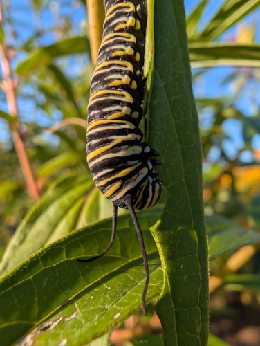 Monarch
