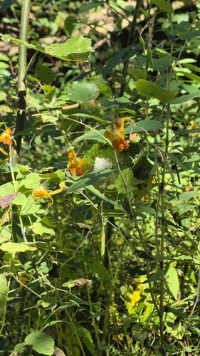 common jewelweed