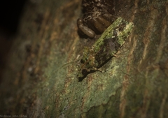 Sorolopha delochlora