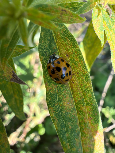 Asian Lady Beetle