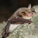 Natterer's Bat - Photo (c) Ján Svetlík, some rights reserved (CC BY-NC-ND)