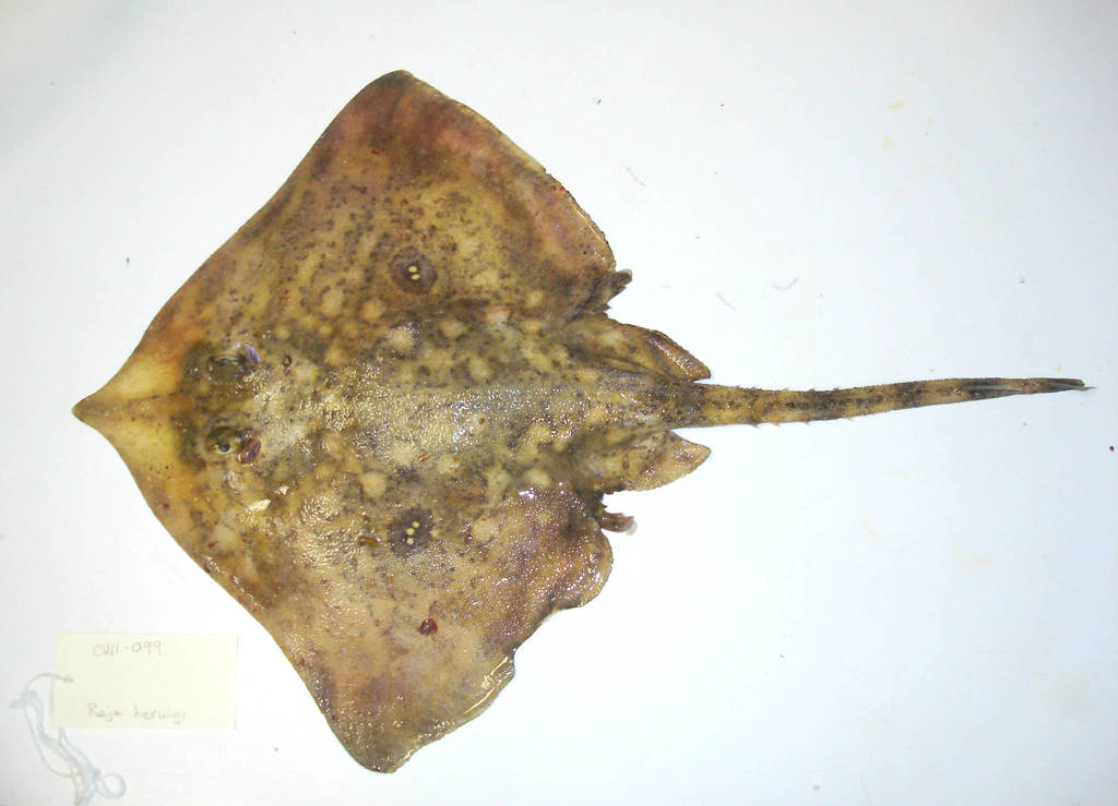 Herwig's skate (Raja herwigi) — Rajidae