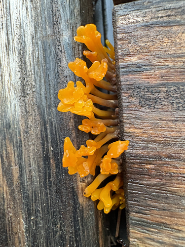 Fan-shaped Jelly Fungus