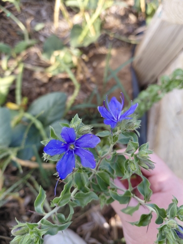 blue waterleaf