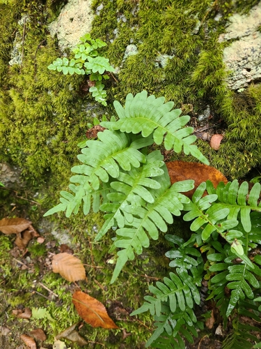 Polypodium virginianum, photograph 4