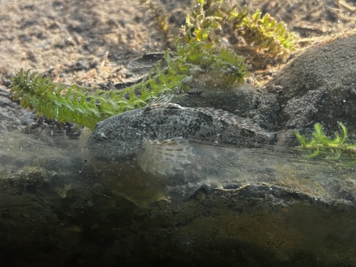 iNaturalist observation photo of Paiute Sculpin