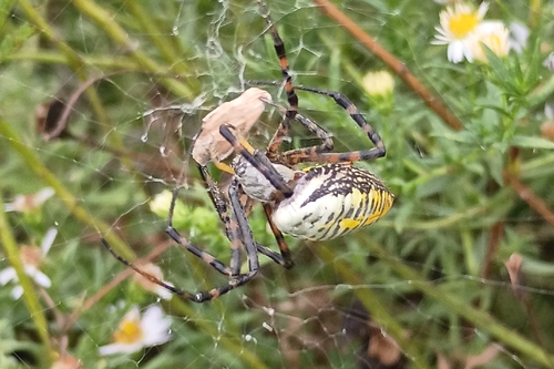 Banded Garden Spider