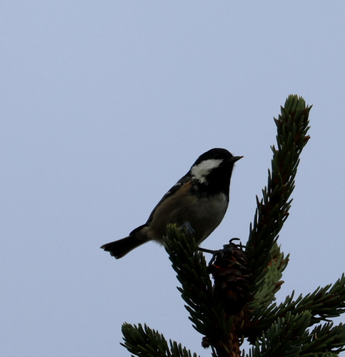 Coal Tit