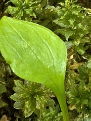 Claytonia sibirica, photograph author not stated, no rights reserved