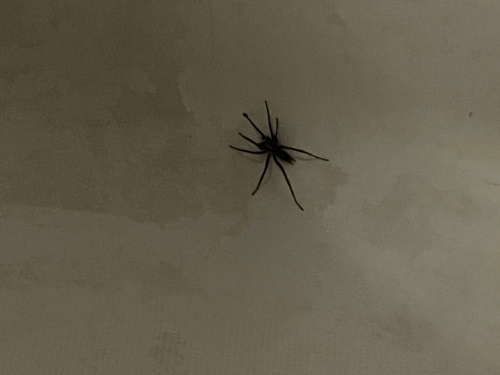 iNaturalist observation photo of Rocky Canyon Spiders