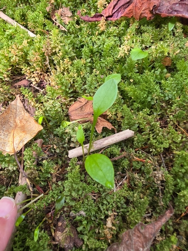 Claytonia sibirica, photograph 3