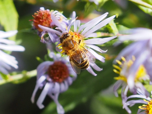 Western Honey Bee