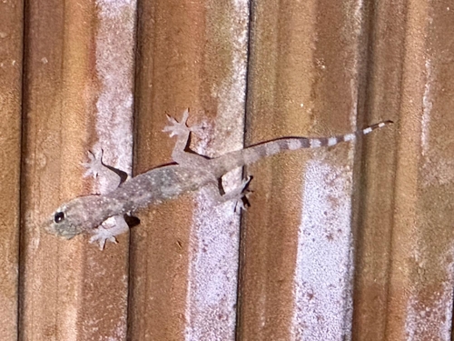 Mediterranean House Gecko