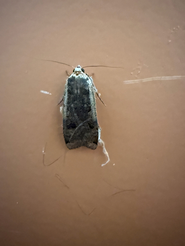Large Yellow Underwing