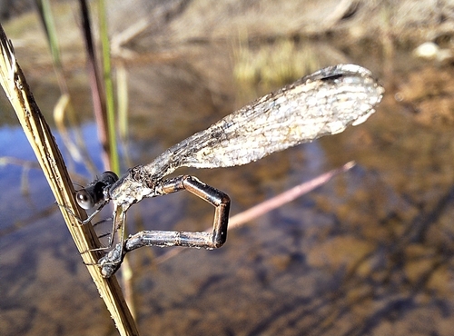 Spotted Spreadwing