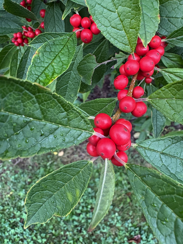 winterberry holly