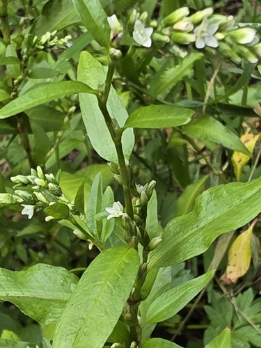 waterpepper