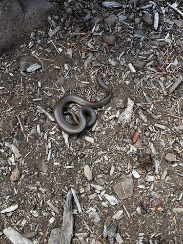 iNaturalist observation photo of Northern Rubber Boa