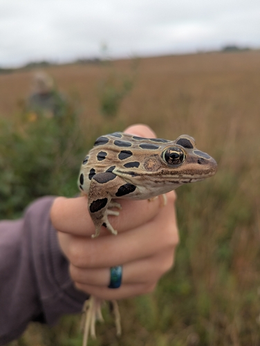 Northern Leopard Frog