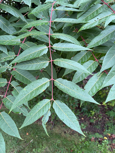 tree-of-heaven