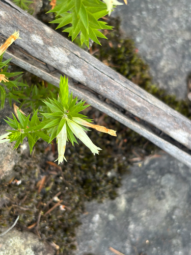 Epacris calvertiana, 2026-09-19