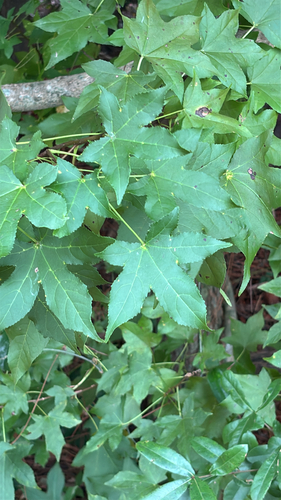 American sweetgum