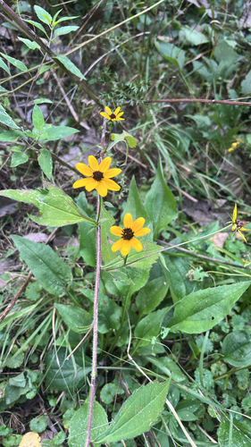 brown-eyed Susan