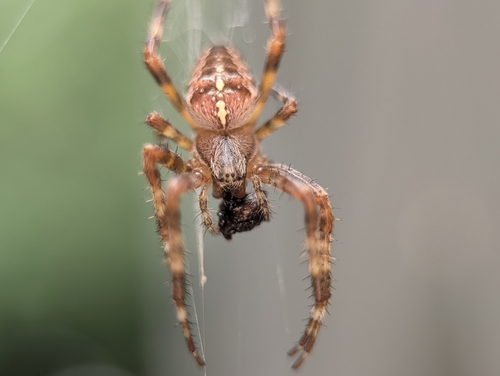 Cross Orbweaver