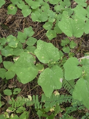 Vancouveria hexandra