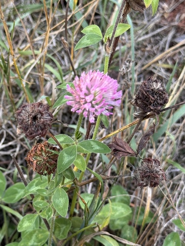 Red Clover