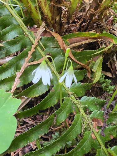 trilliumleaf woodsorrel