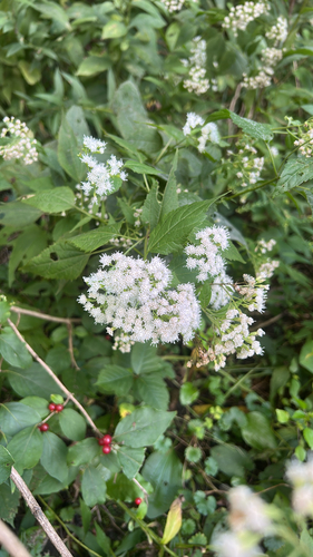 white snakeroot