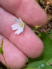 Oxalis trilliifolia, photograph author not stated, no rights reserved