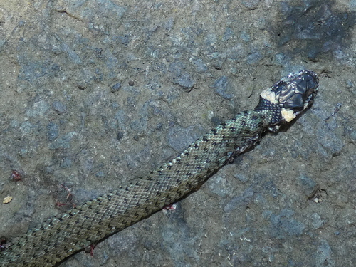 grass snake
