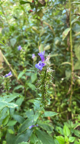 great blue lobelia