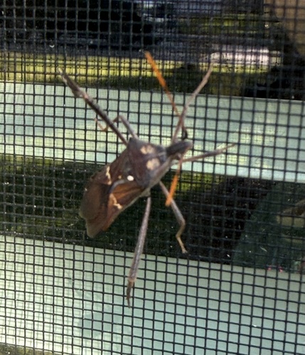 Leptoglossus zonatus