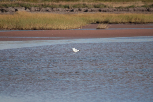 Ring-billed Gull