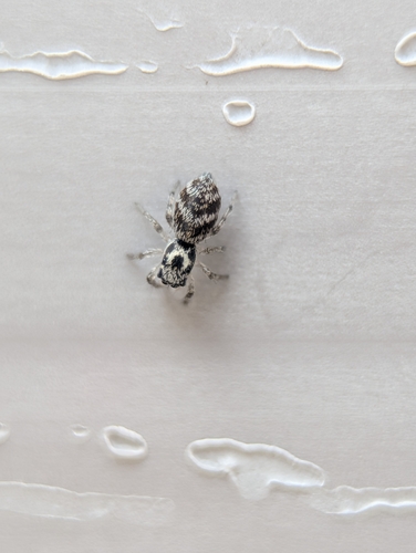 Zebra Jumping Spider
