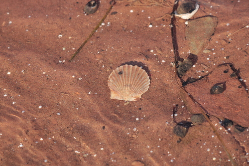 Atlantic Bay Scallop