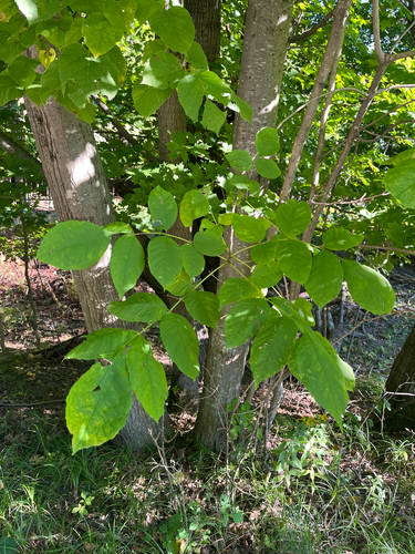 white ash